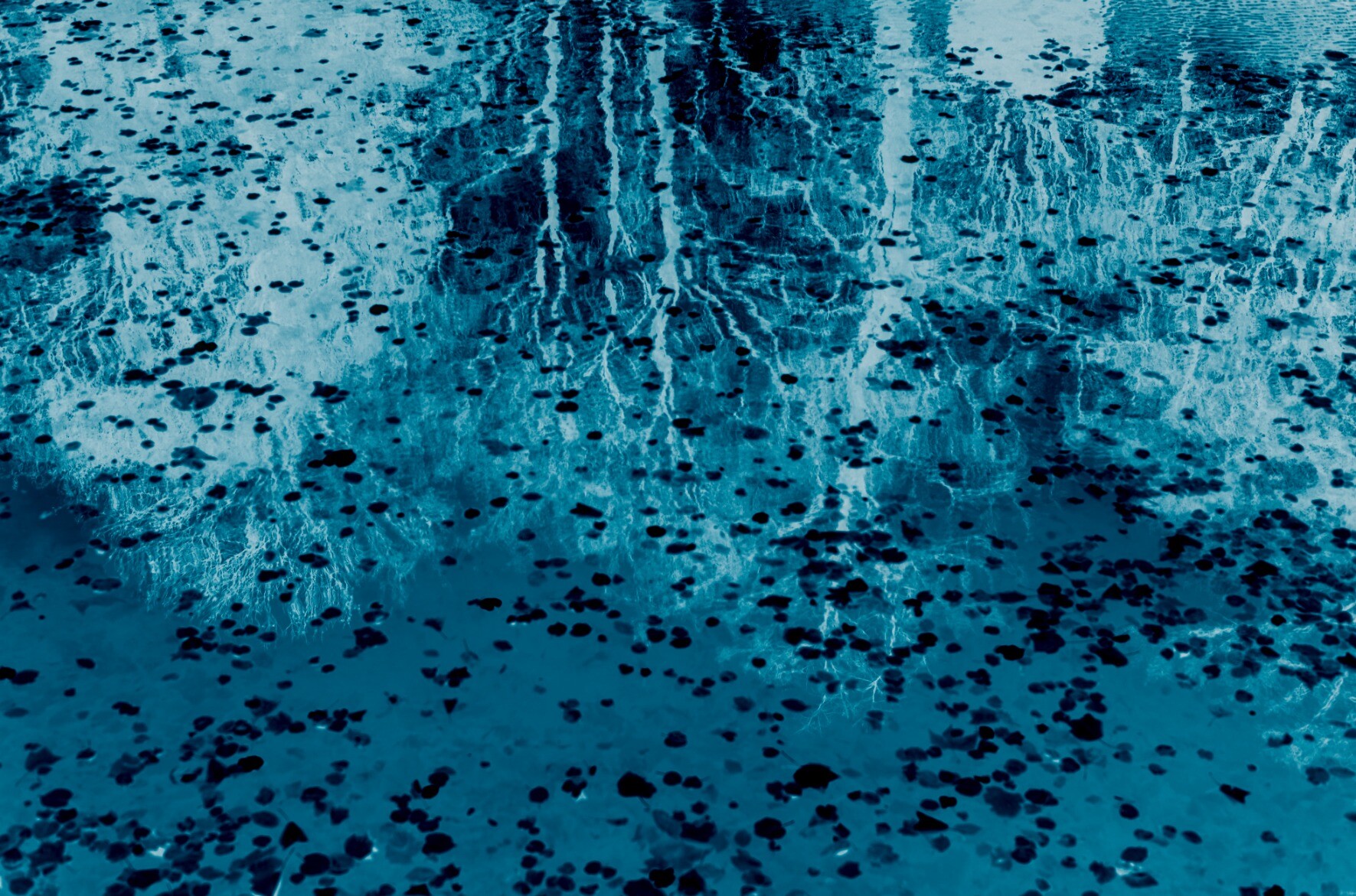 Blue velvet, Bruxelles 2023