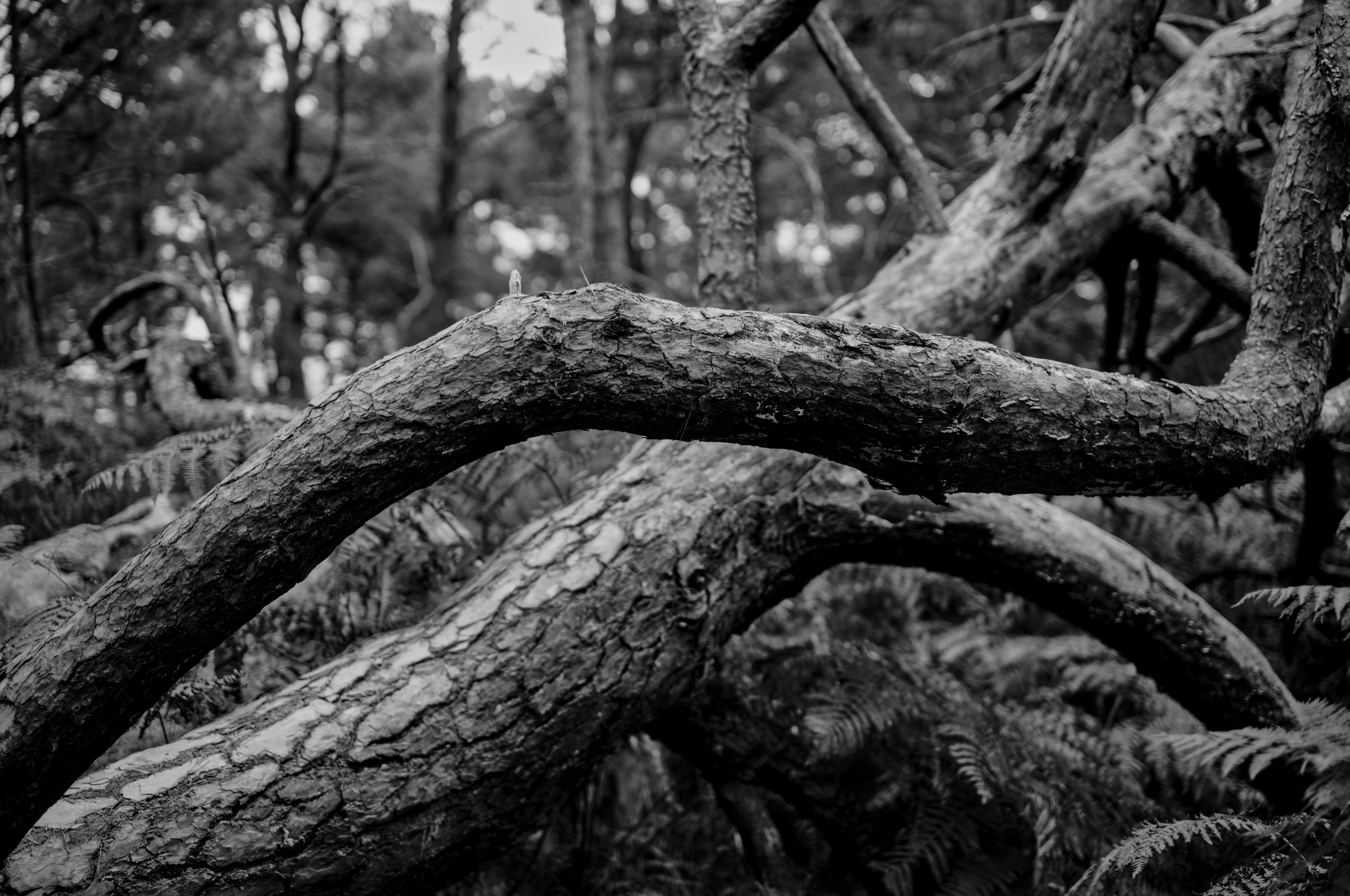 drifting nature, France 2024