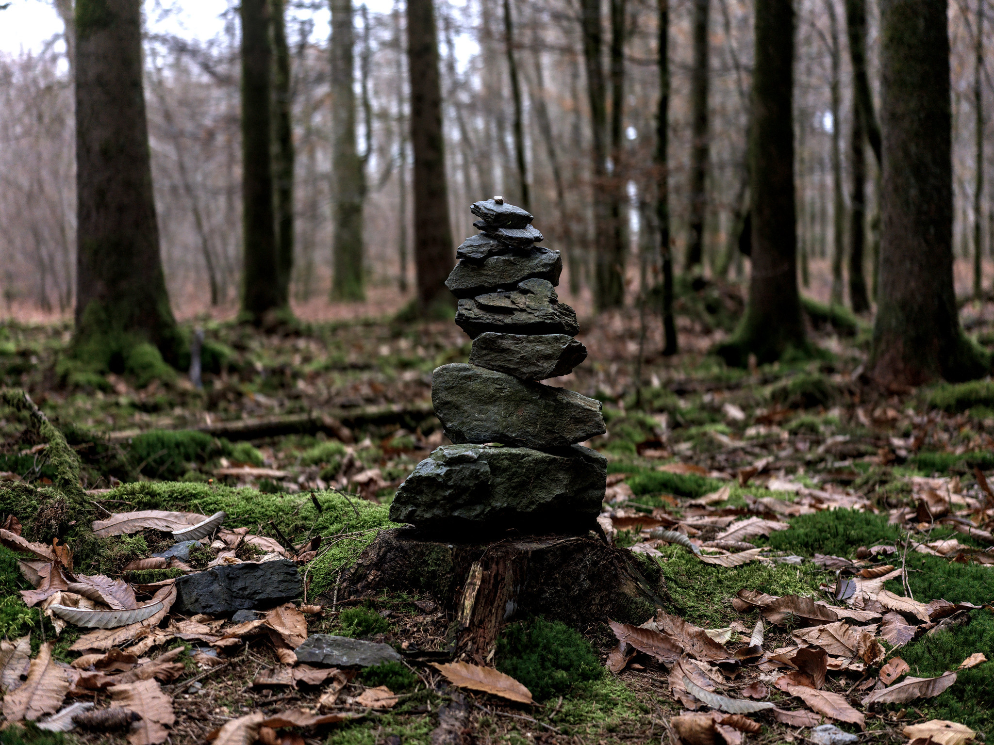 Cairn in the forest, Belgium 2024