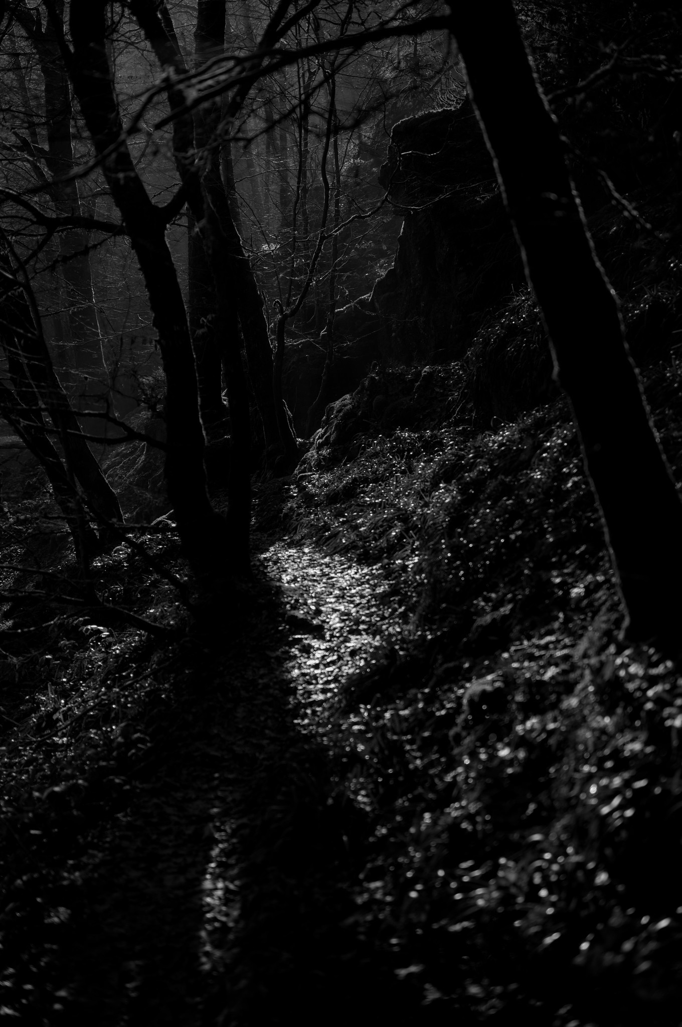 The light path, Belgium 2024