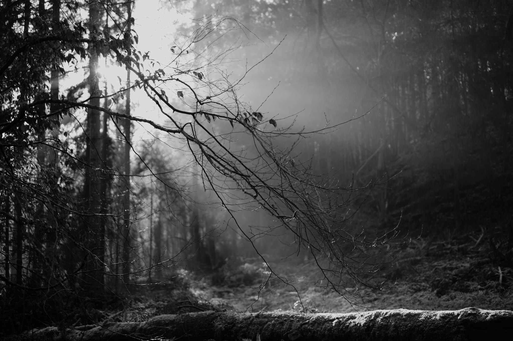 on the nature of daylight, Gaume, 2025