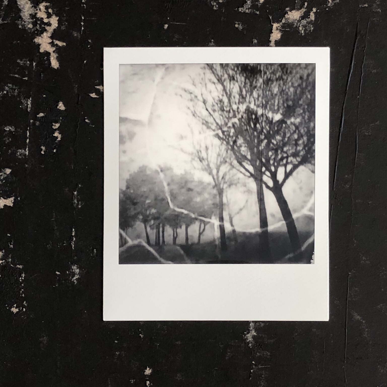Black and white Polaroid, double exposure. Broken egg shell in the forefront, black tree silhouettes in the background.