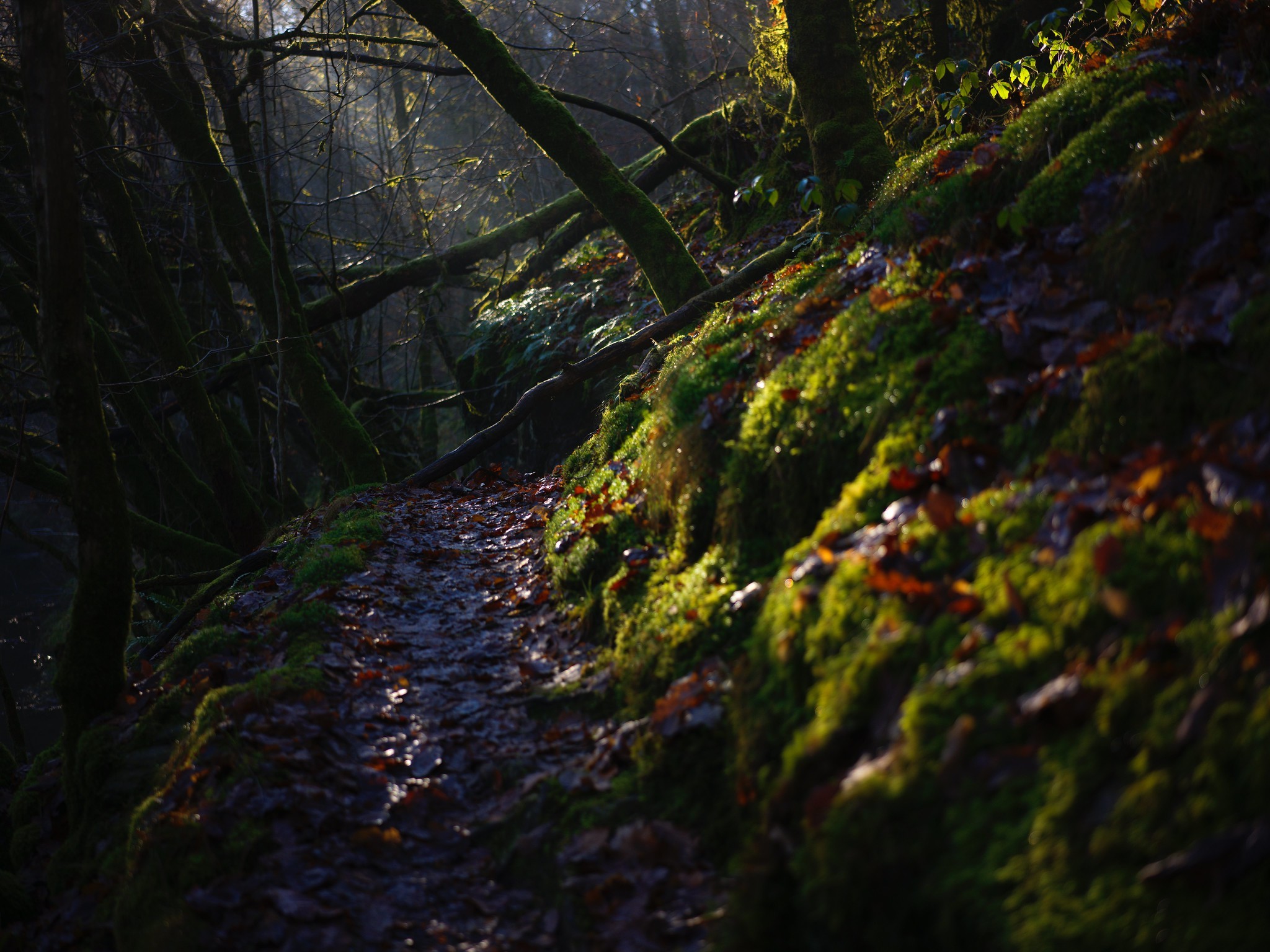 colourful path, Belgium 2024