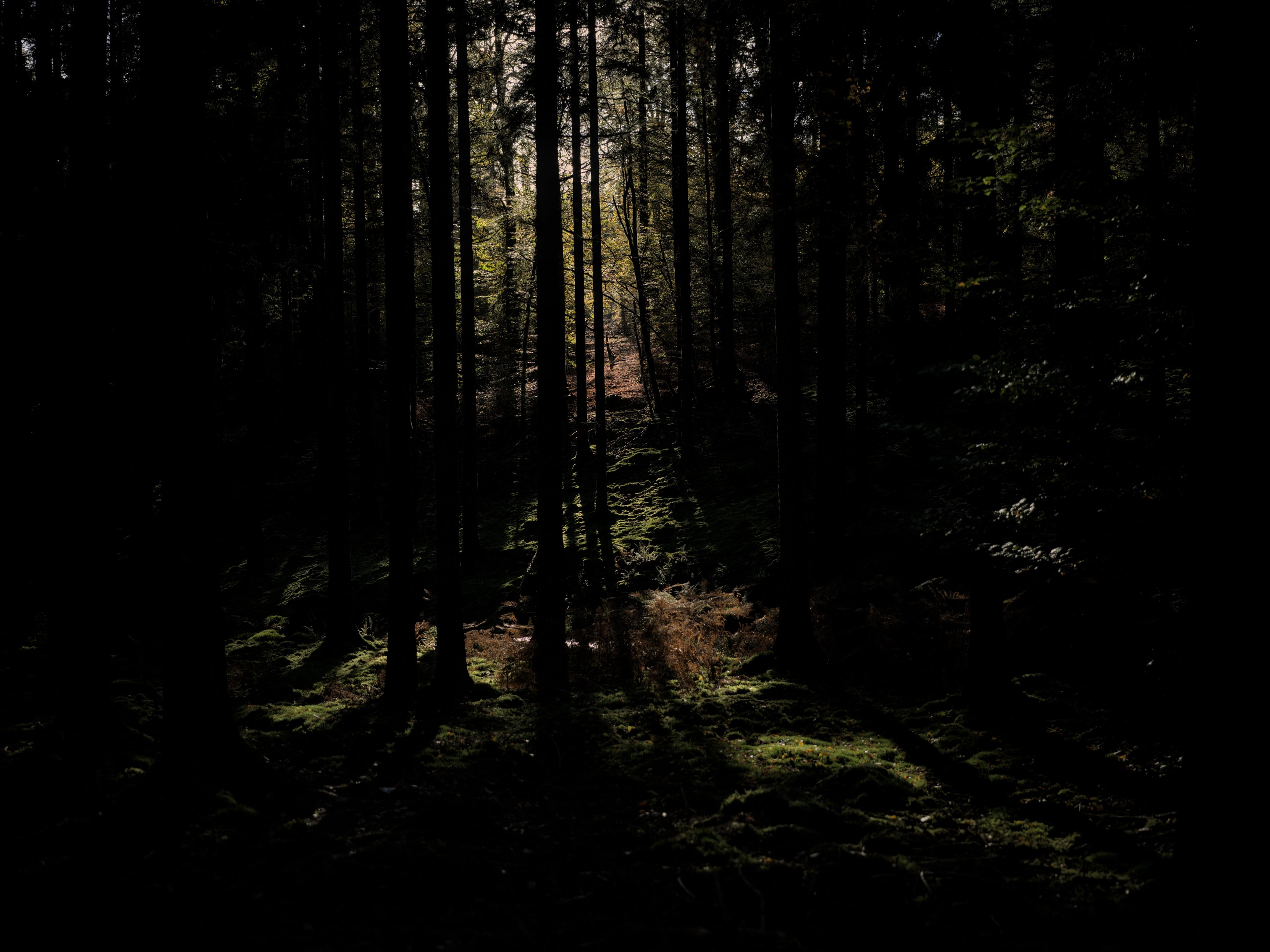 eternal forest, Belgium 2024